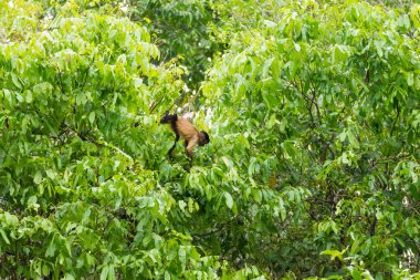 Püsküllü capuchin maymunu Pantanal, Brezilya niteliğine