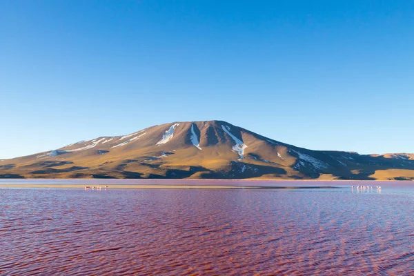 Laguna Κολοράντα προβολή, Βολιβία — Φωτογραφία Αρχείου