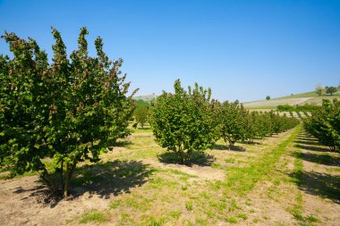 Hazel ekimi, Langhe, İtalya