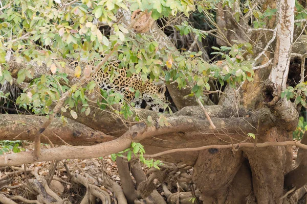 Jaguár z Pantanal, Brazílie — Stock fotografie