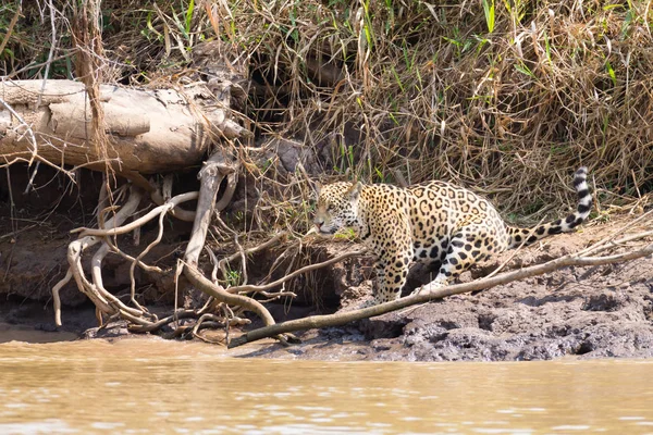 Jaguar Pantanal, Brezilya — Stok fotoğraf