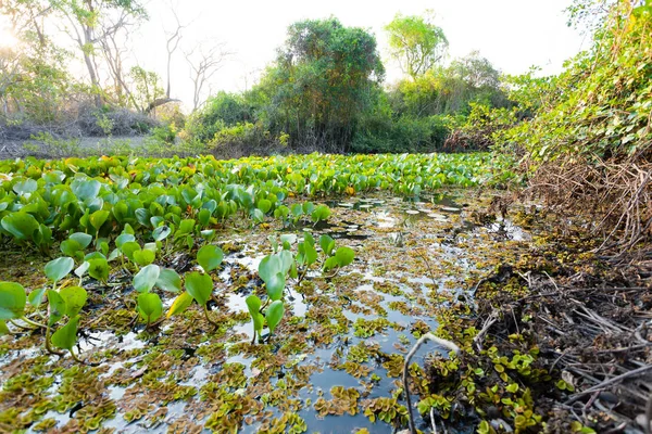 Panorama de Pantanal, región húmeda brasileña . — Foto de Stock