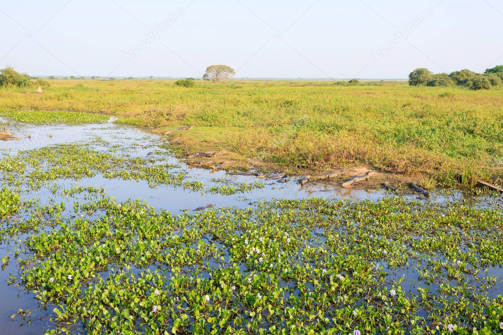 Beautiful Pantanal landscape, South America, Brazil