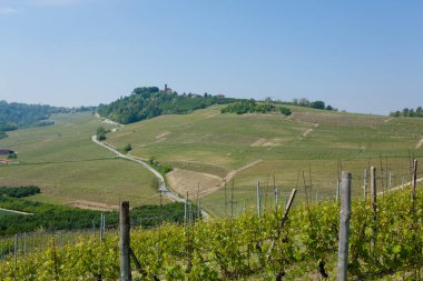 Langhe, İtalyan tarım gelen üzüm bağları ile manzara