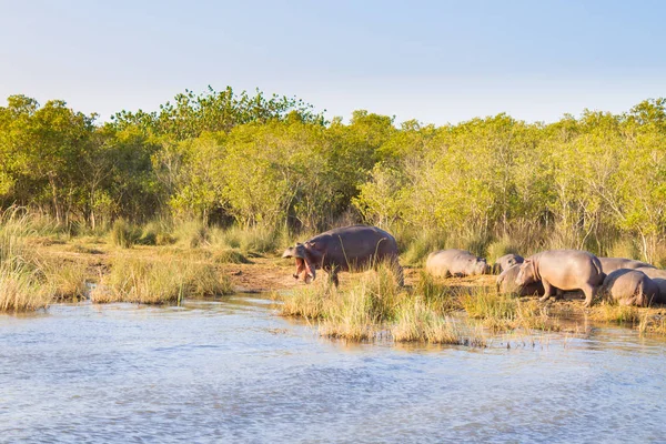 Stádo hrochů spí, Isimangaliso Wetland Park, Jihoafrická republika — Stock fotografie