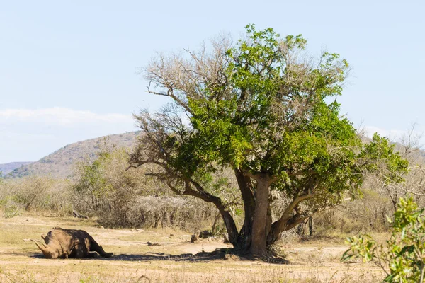 Rhinocéros blanc dormant sous un arbre, Afrique du Sud — Photo