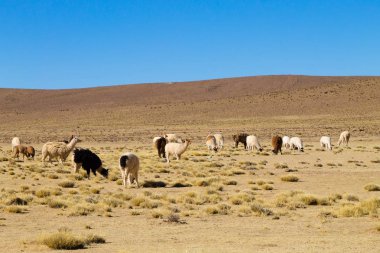 Bolivya Lama Bolivya yetiştirme,