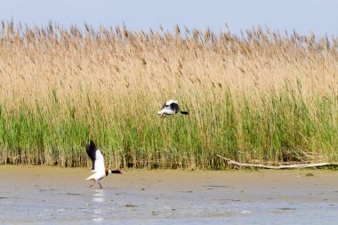 Ortak shelduck kapatın. Po Nehri lagoon