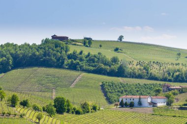 Langhe, İtalyan tarım gelen üzüm bağları ile manzara