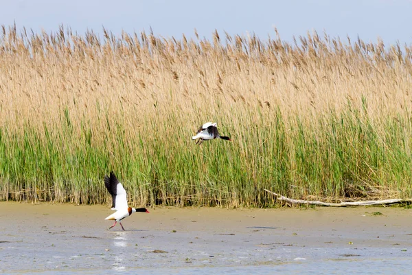 Gemeinsame Ente in der Nähe der Lagune des Flusses po — Stockfoto