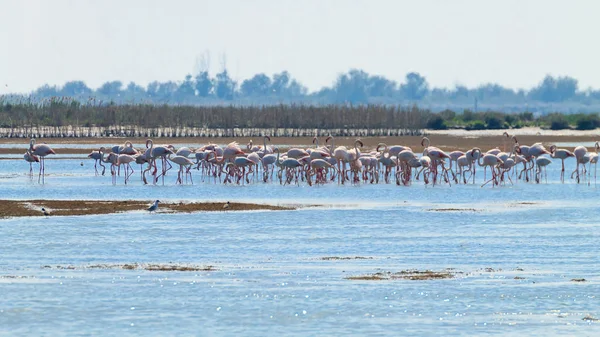 Herde rosafarbener Flamingos — Stockfoto