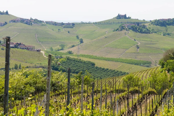 Пейзаж с виноградниками из Ланге, итальянское сельское хозяйство — стоковое фото