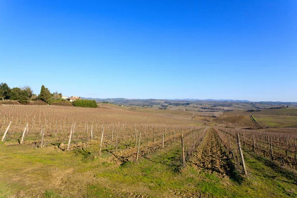 Fileiras de vinhas de colinas da Toscana — Fotografia de Stock