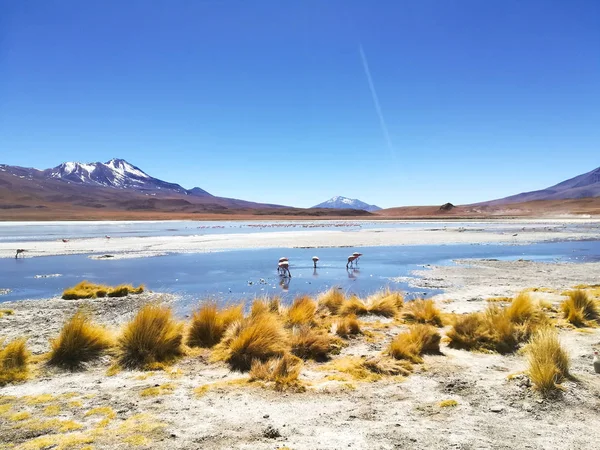 Laguna Hedionda view, Bolivia — Stok fotoğraf