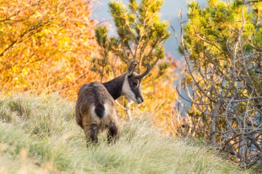 Chamois İtalyan Alpler üzerinden