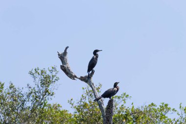Pantanal, Brezilya niteliğine Neotropic karabatak