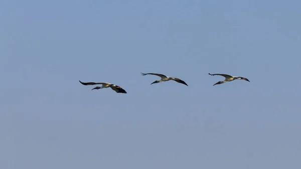 Oiseaux en vol détail de Pantanal, Brésil — Photo