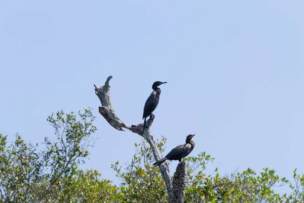 Cormoran néotropique sur la nature à Pantanal, Brésil — Photo