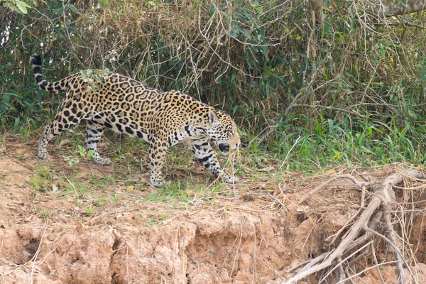 Jaguar Pantanal, Brezilya — Stok fotoğraf