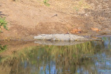 Güney Afrika, Kruger National Park timsah. Afrika