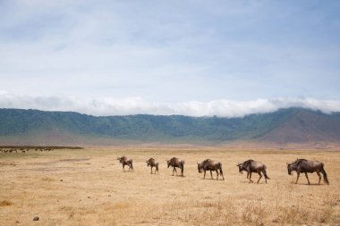 Ngorongoro Koruma Alanındaki Antilop Krateri, Tanzanya