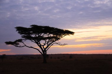 Serengeti Milli Parkı, Tanzanya, Afrika 'da şafak vakti