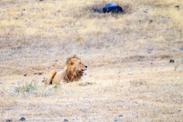 Löwe auf dem Ngorongoro-Schutzgebiet Krater, Tansania — Stockfoto