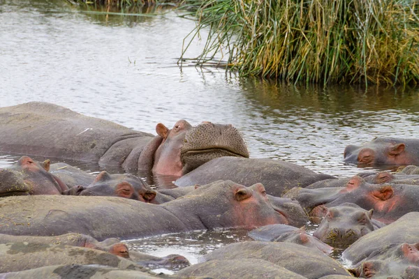 Hroch na vodě, kráter Ngorongoro, Tanzanie — Stock fotografie