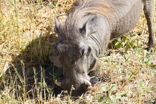 Warthogクローズアップ,タランジェ国立公園,タンザニア — ストック写真