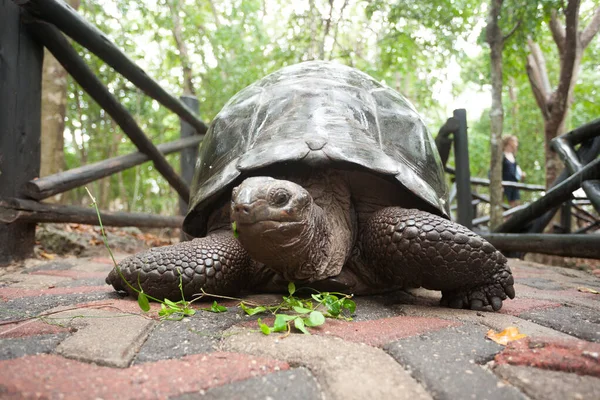 Aldabra-Riesenschildkröte aus dem Schutzgebiet Sansibar, Tansania — Stockfoto