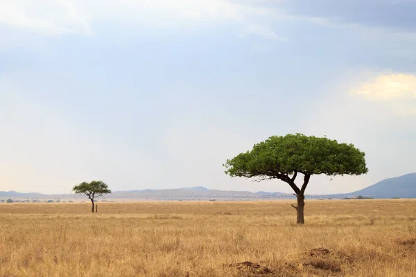Parco nazionale del Serengeti, Tanzania, Africa Immagini Stock Royalty Free