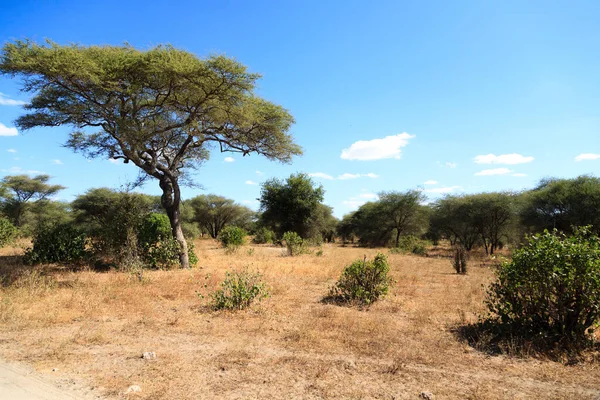 Parco nazionale di Tarangire, Tanzania, Africa Foto Stock