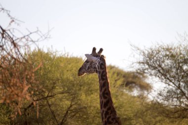 Zürafa yakında, Tarangire Ulusal Parkı, Tanzanya