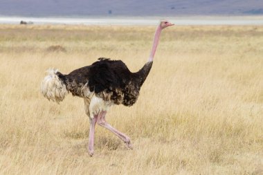 Devekuşu kuşu yaklaşıyor. Ngorongoro Koruma Alanı Krateri, Tanz