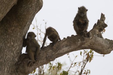 Serengeti Ulusal Parkı 'ndan Babunlar, Tanzanya, Afrika