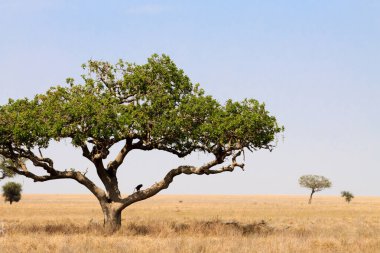 Serengeti Ulusal Parkı, Tanzanya, Afrika