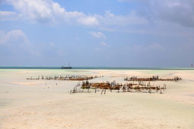 Plajda yosun yetiştiriciliği, Zanzibar, Tanzanya