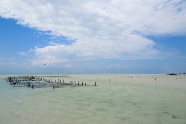 Plajda yosun yetiştiriciliği, Zanzibar, Tanzanya