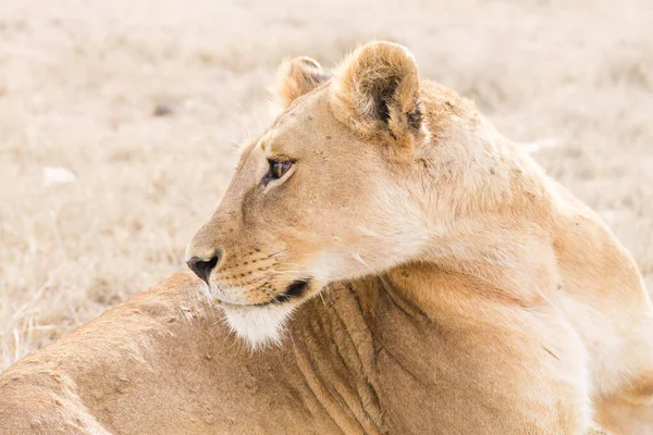 Oroszlán közeledik. Serengeti Nemzeti Park, Tanzánia, Afrika — Stock Fotó