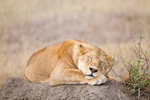 A leoa fecha. Parque Nacional Serengeti, Tanzânia, África — Fotografia de Stock