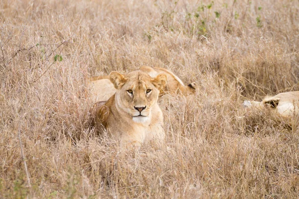 Львица крупным планом. Национальный парк Серенгети, Танзания, Африка — стоковое фото