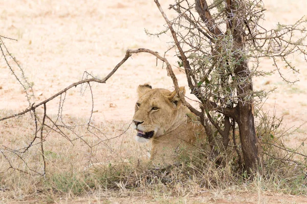 Löwin im Serengeti Nationalpark, Tansania, Afrika — Stockfoto
