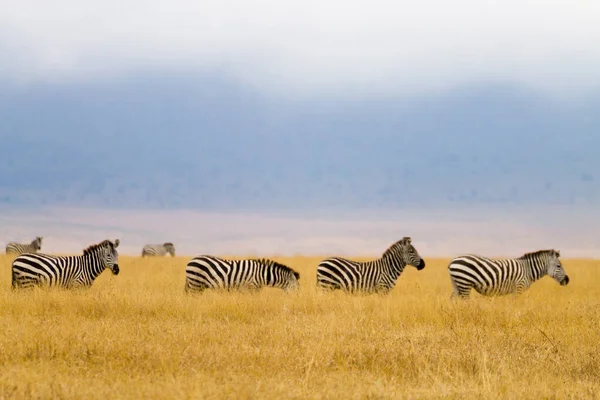 Zebry na kráteru chráněné oblasti Ngorongoro, Tanzanie — Stock fotografie