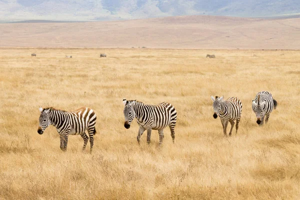 Zebras on Ngorongoro Conservation Area crater, Tanzania — Fotografie, imagine de stoc