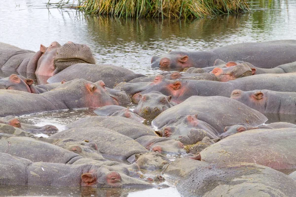 Hippopótamo na água, cratera Ngorongoro, Tanzânia — Fotografia de Stock