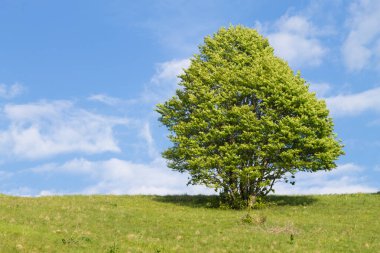 Mavi gökyüzünde izole yeşil ağaç, bahar arka plan