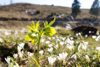 Çayırda Hellebore çiçek yakın, doğa arka plan