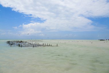 Plajda yosun yetiştiriciliği, Zanzibar, Tanzanya