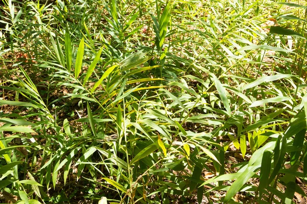 Cultivo de jengibre de Zanzíbar, Tanzania. Cultivo de especias — Foto de Stock
