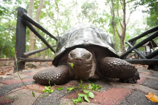 Aldabra-Riesenschildkröte aus dem Schutzgebiet Sansibar, Tansania — Stockfoto